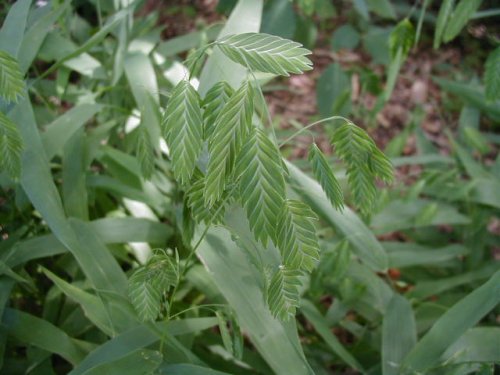 Indian Woodoats (Chasmanthium latifolium) Indian Woodoats (Chasmanthium latifolium)