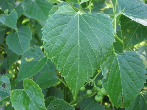 flowering kansas vines in Racoon Guide (Ampelopsis  Grape Kansas cordata) Plants to