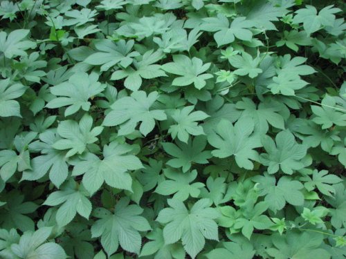 plant_image.php?plnt_id=396&size=640&fil