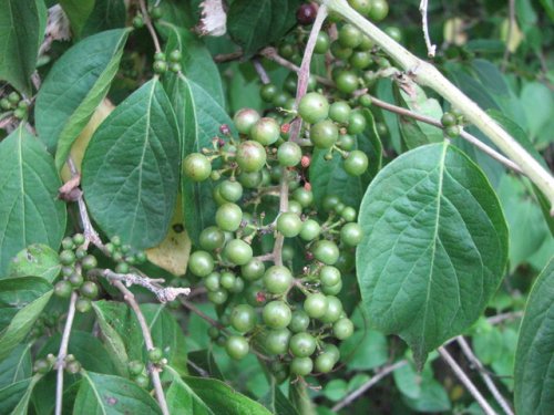 kansas vines flowering in Kansas Grayback Grape Plants Guide to cinerea) (Vitis