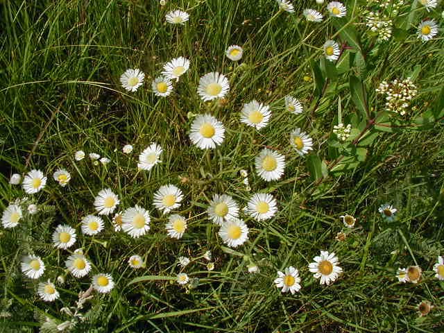 Daisy Fleabane Erigeron Strigosus Guide To Kansas Plants