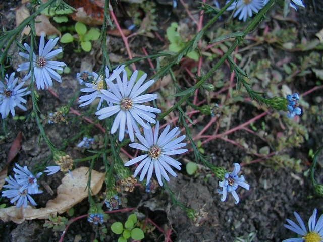 Sky Blue Aster (Aster oolentangiensis) Sky Blue Aster (Aster oolentangiensis)