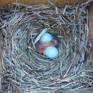 Bluebird Eggs and nestlings
