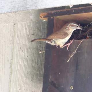 Carolina Wren