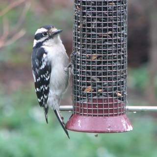 Downy woodpecker