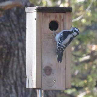 Downy woodpecker