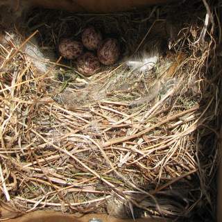 great crested flycatcher nest