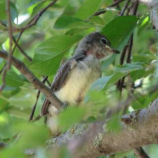 great crested flycatcher fledgling