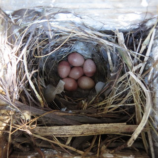 House Wren Eggs