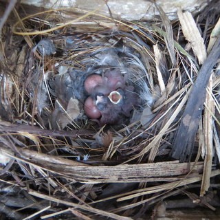 House Wren nestlings
