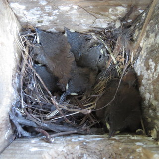 House Wren nestlings