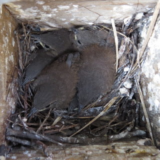 house wren