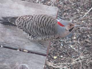 yellow-shafted flicker