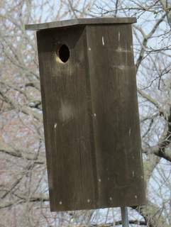 Flicker Nest Box