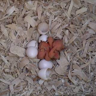Flicker nestlings