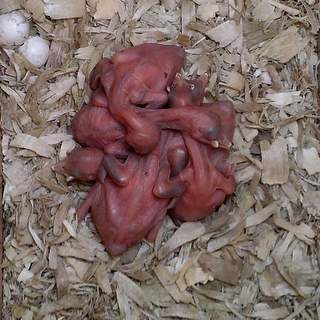 Flicker nestlings