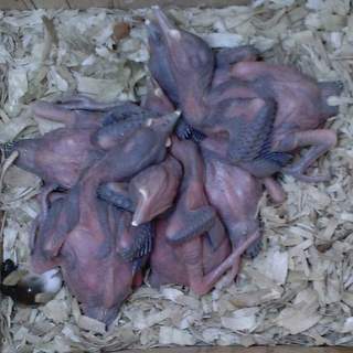 Flicker nestlings