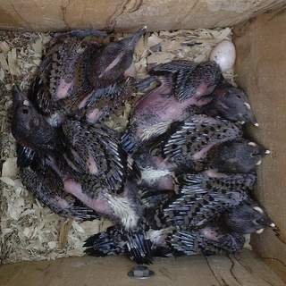Flicker nestlings