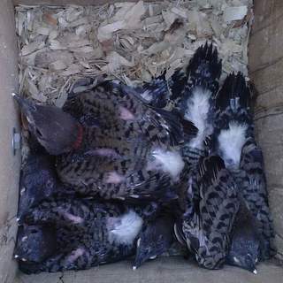 Flicker nestlings