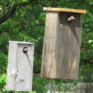 yellow-shafted flickers at nest boxes