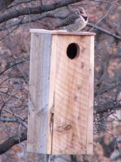 yellow-shafted flicker