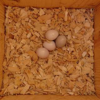RedHeaded eggs