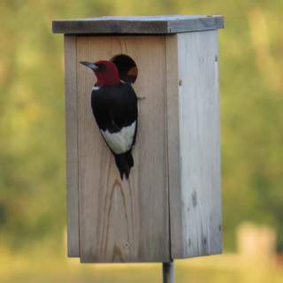 red-headed woodpecker