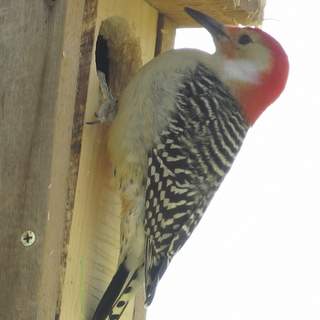 red-bellied woodpecker