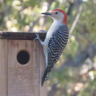 red-bellied woodpecker