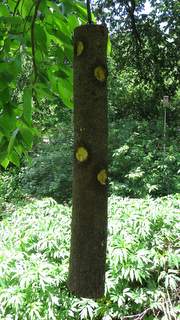 log suet feeder