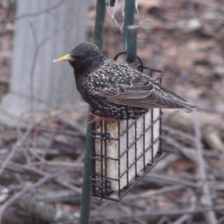 starling