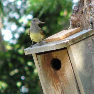 great crested flycatcher nest