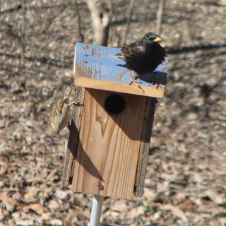 house sparrow and starling