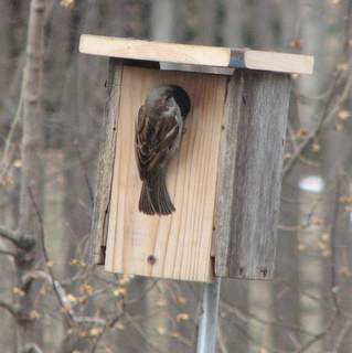 house sparrow