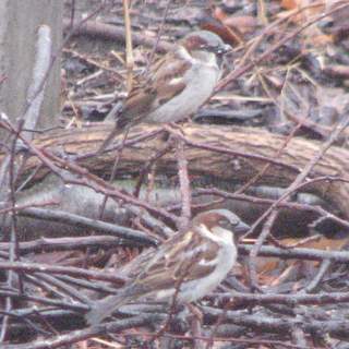 house sparrow