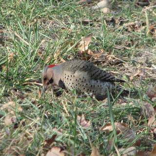 yellow-shafted flicker