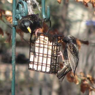 starling