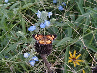checkerspot