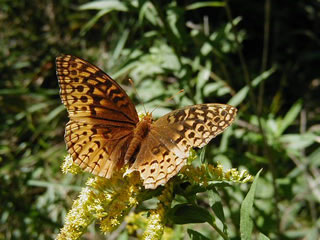 fritillary