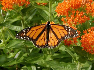 monarch