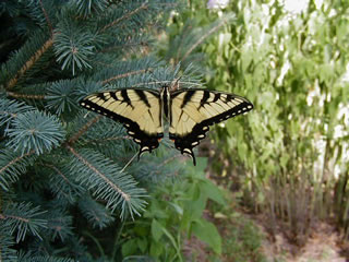 tiger swallowtail