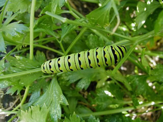 black swallowtail larva