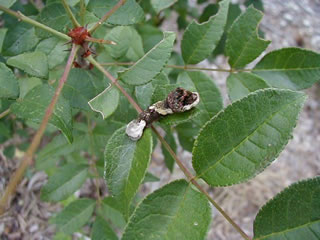 giant swallowtail larva