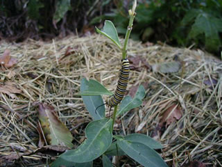 monarch larva