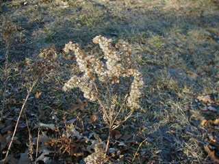 Gray goldenrod seed head
