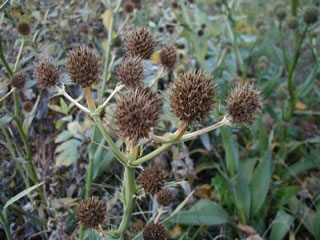 Rattlesnake master seed head