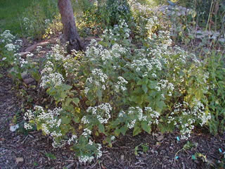 snakeroot