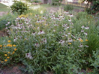 yard09