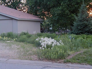yard11