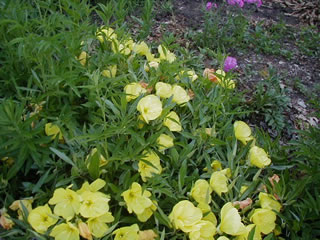 yard08